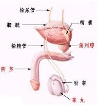 宜兴男科医院-睾丸鞘膜积液