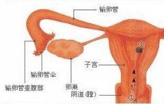 输卵管堵塞的危害