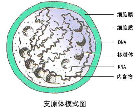 支原体感染