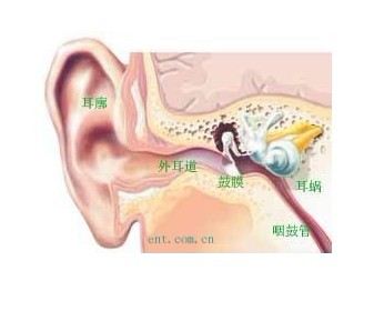 中耳炎,耳部结构