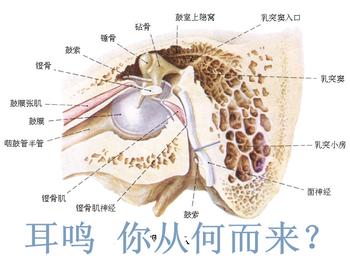 耳鸣的致病因素具体有哪些