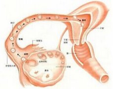 不排卵是咋回事